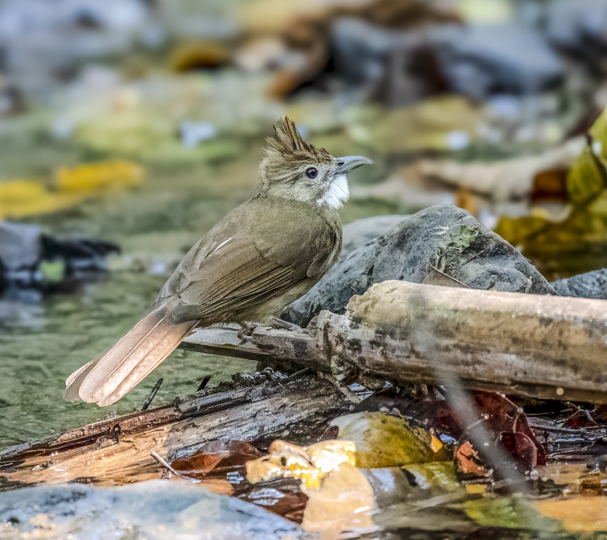 Ochraceous Bulbul - ML642027266