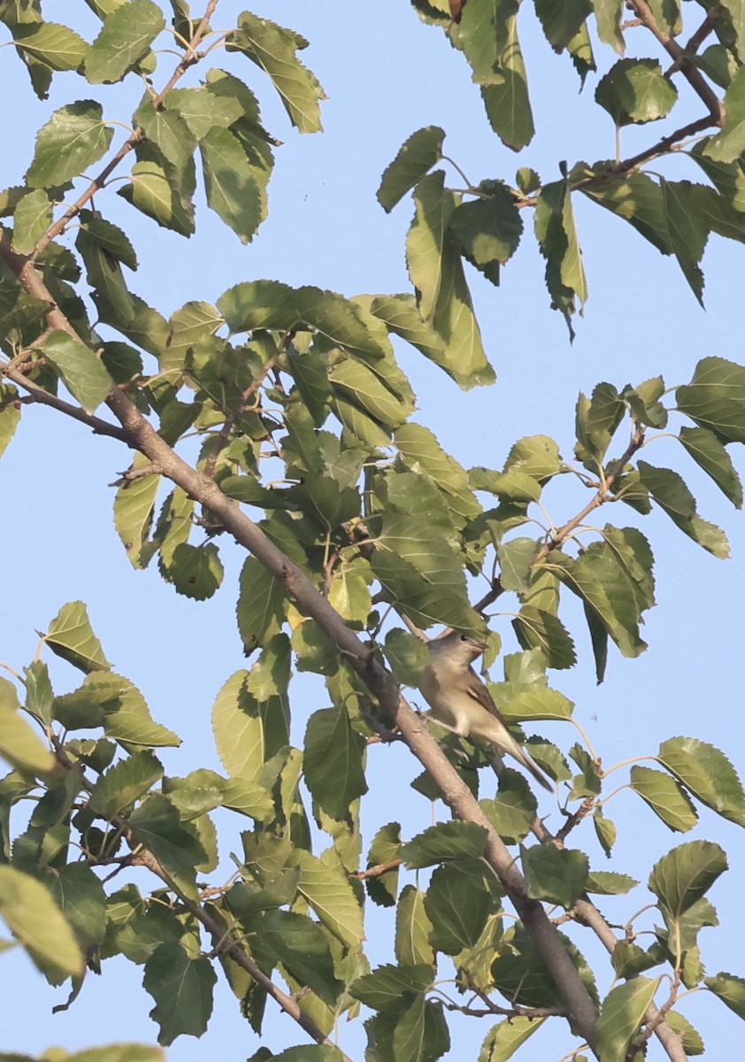 Garden Warbler - ML642027267
