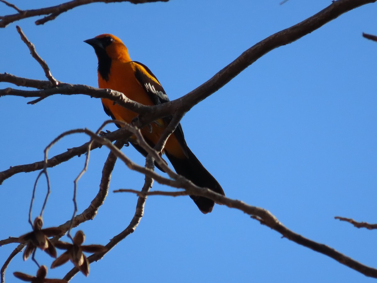 Altamira Oriole - ML642027268