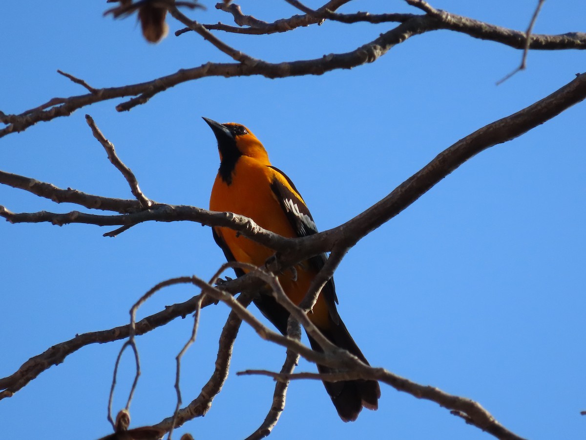 Altamira Oriole - ML642027269