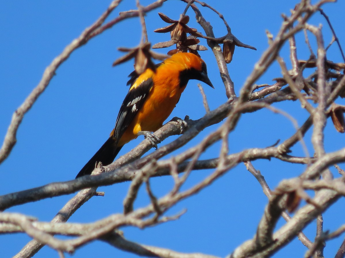 Altamira Oriole - ML642027270