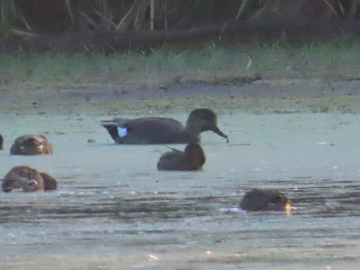 Gadwall - ML642027273