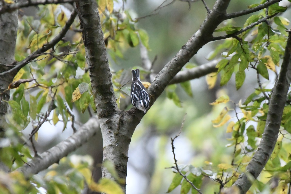 Black-and-white Warbler - ML642027274