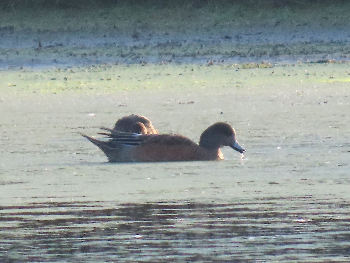 American Wigeon - ML642027277