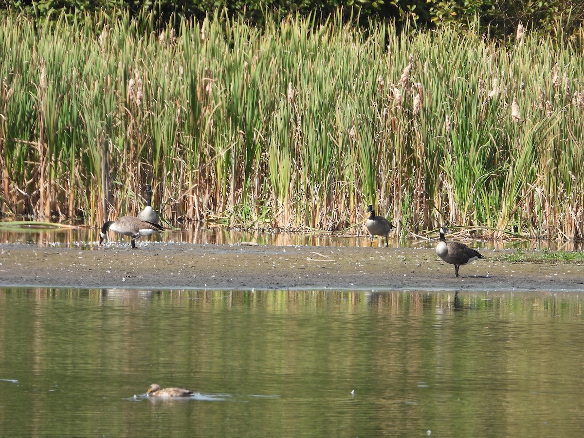 Canada Goose - ML642027278