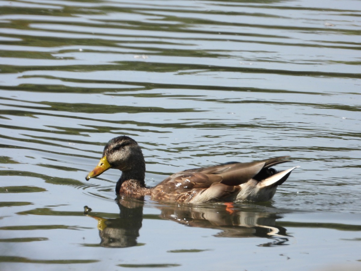Mallard - ML642027281