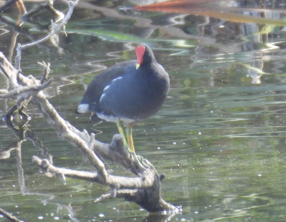 Common Gallinule - ML642027284