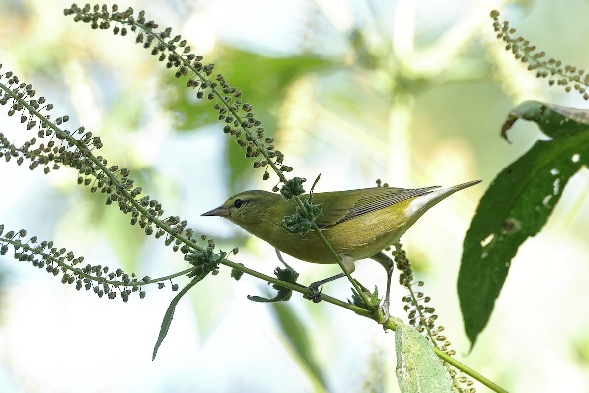 Tennessee Warbler - ML642027285