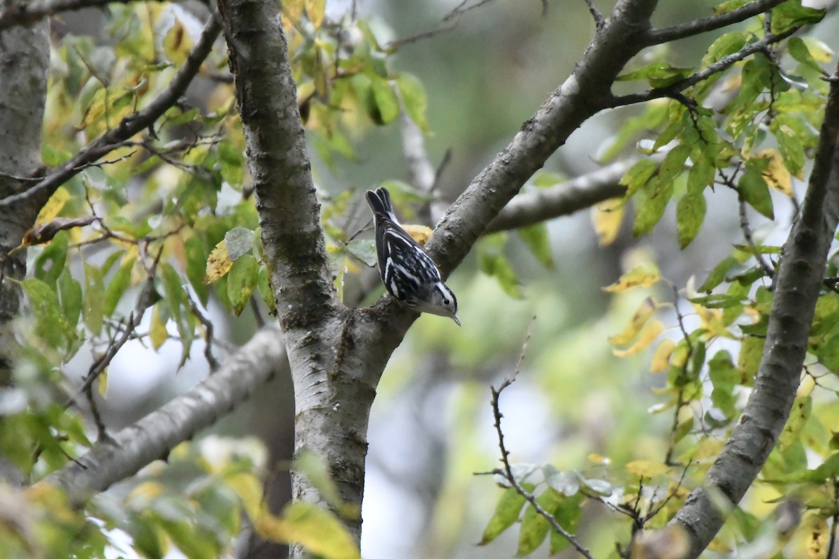 Black-and-white Warbler - ML642027286