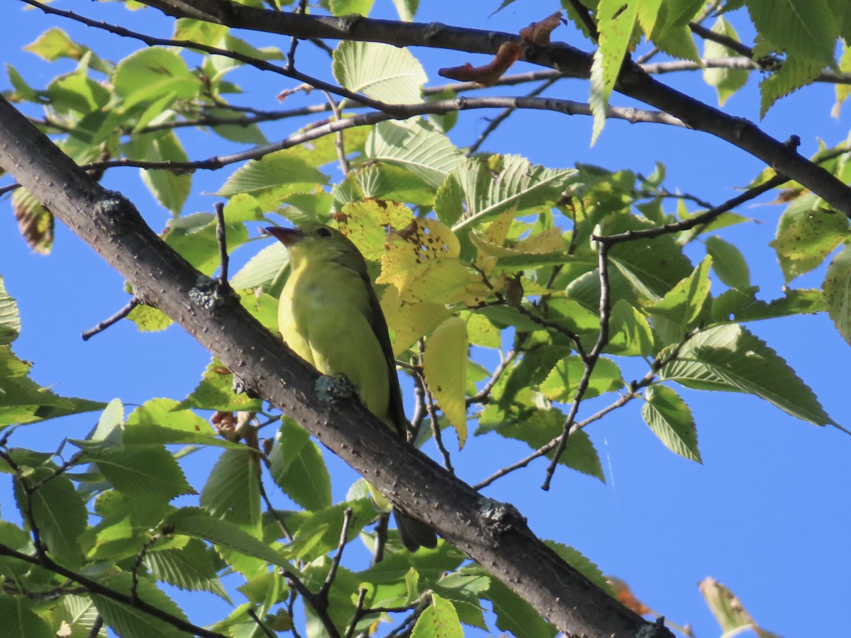 Scarlet Tanager - ML642027287