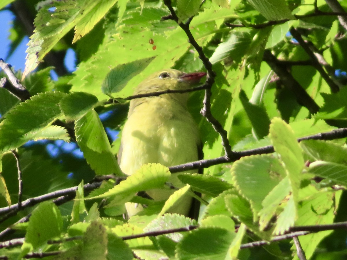 Scarlet Tanager - ML642027288