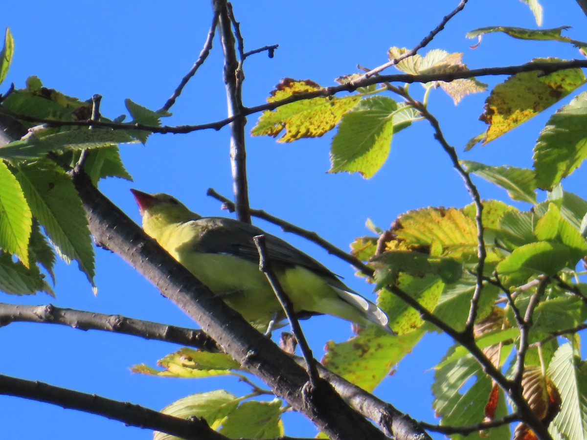 Scarlet Tanager - ML642027289