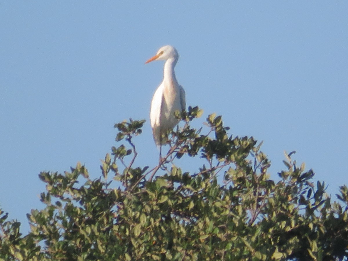 Western Cattle-Egret - ML642027290