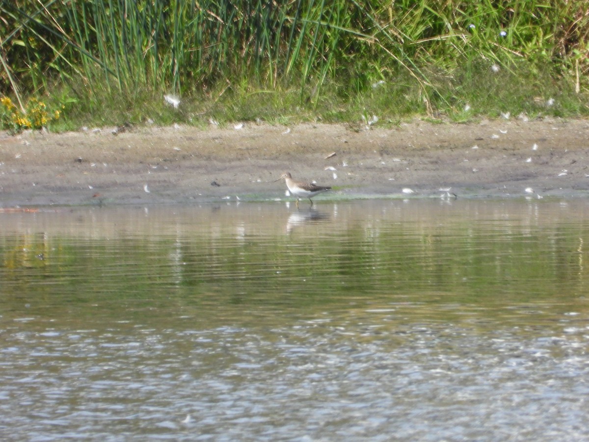 Solitary Sandpiper - ML642027291
