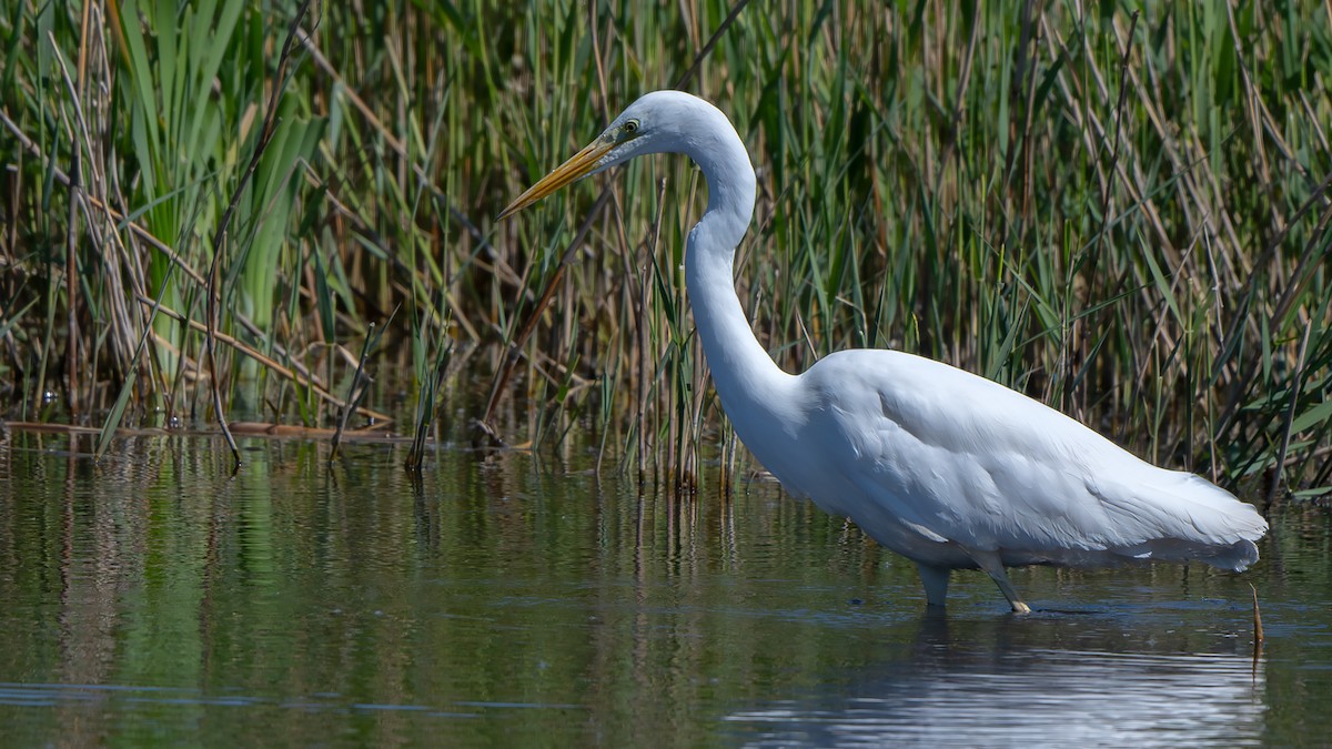 Great Egret - ML642027293