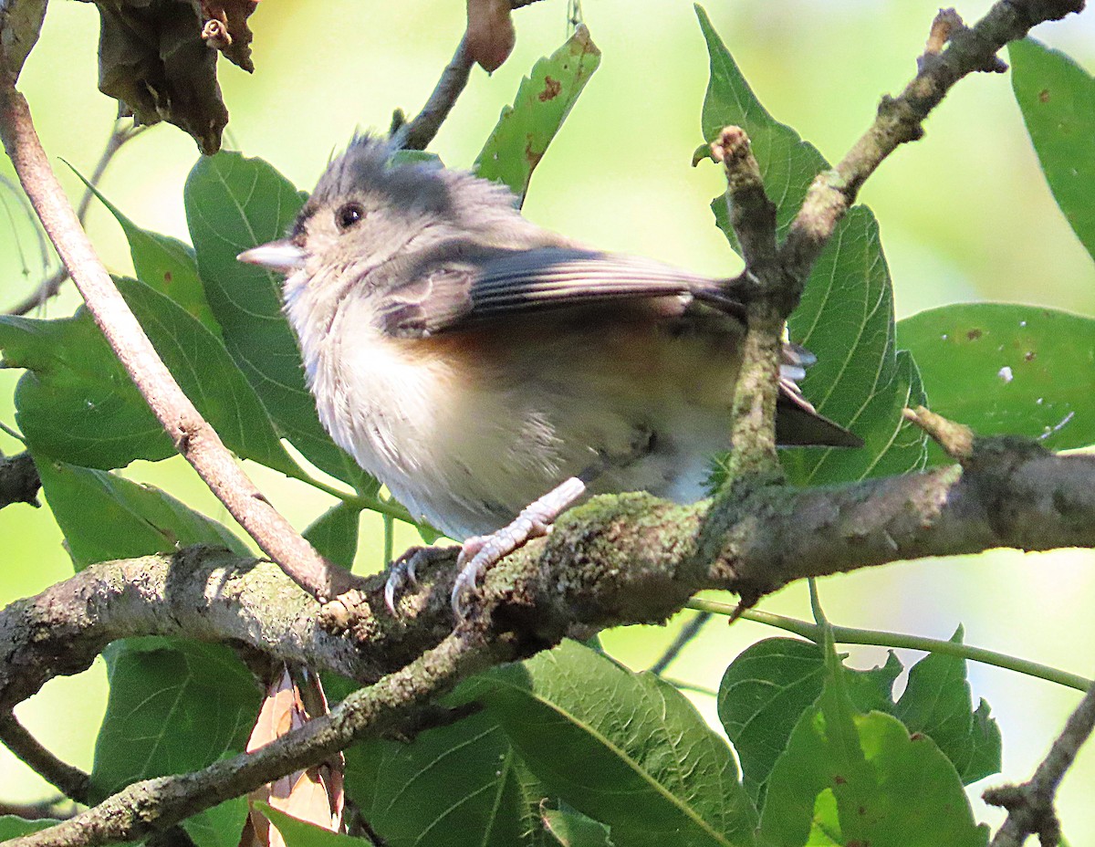 Tufted Titmouse - ML642027294