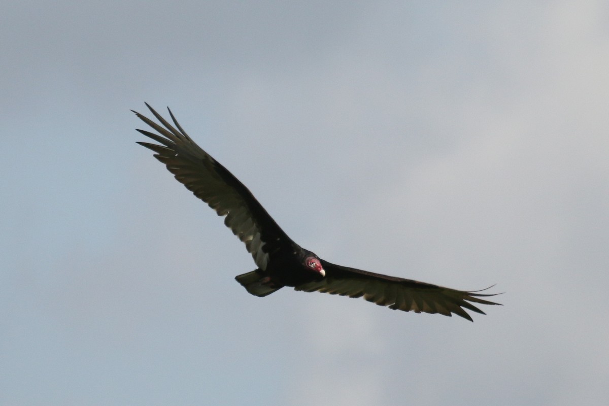 Turkey Vulture - ML642027296