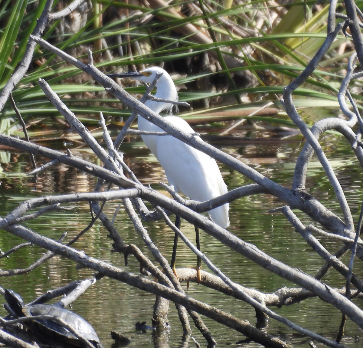 Snowy Egret - ML642027299
