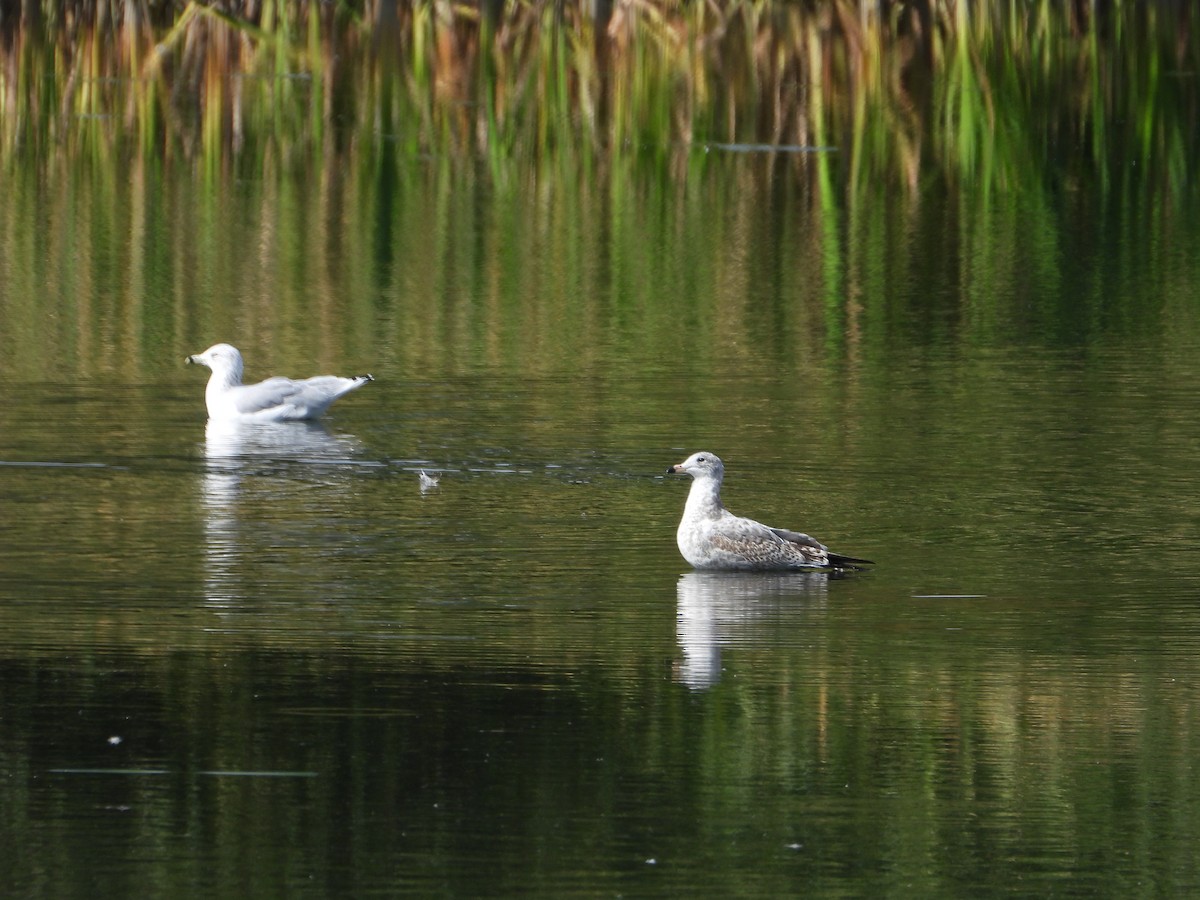 Ring-billed Gull - ML642027300
