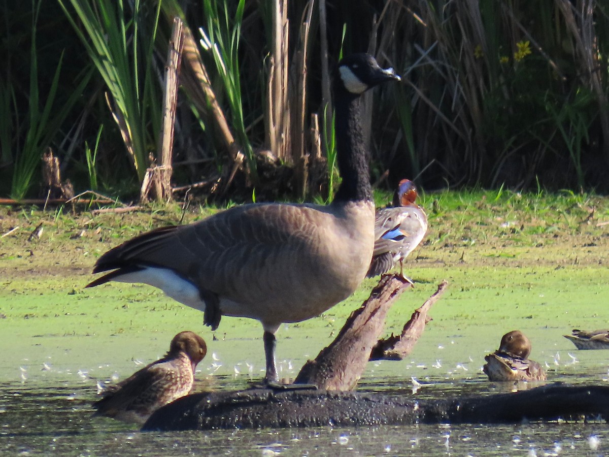 Green-winged Teal - ML642027301
