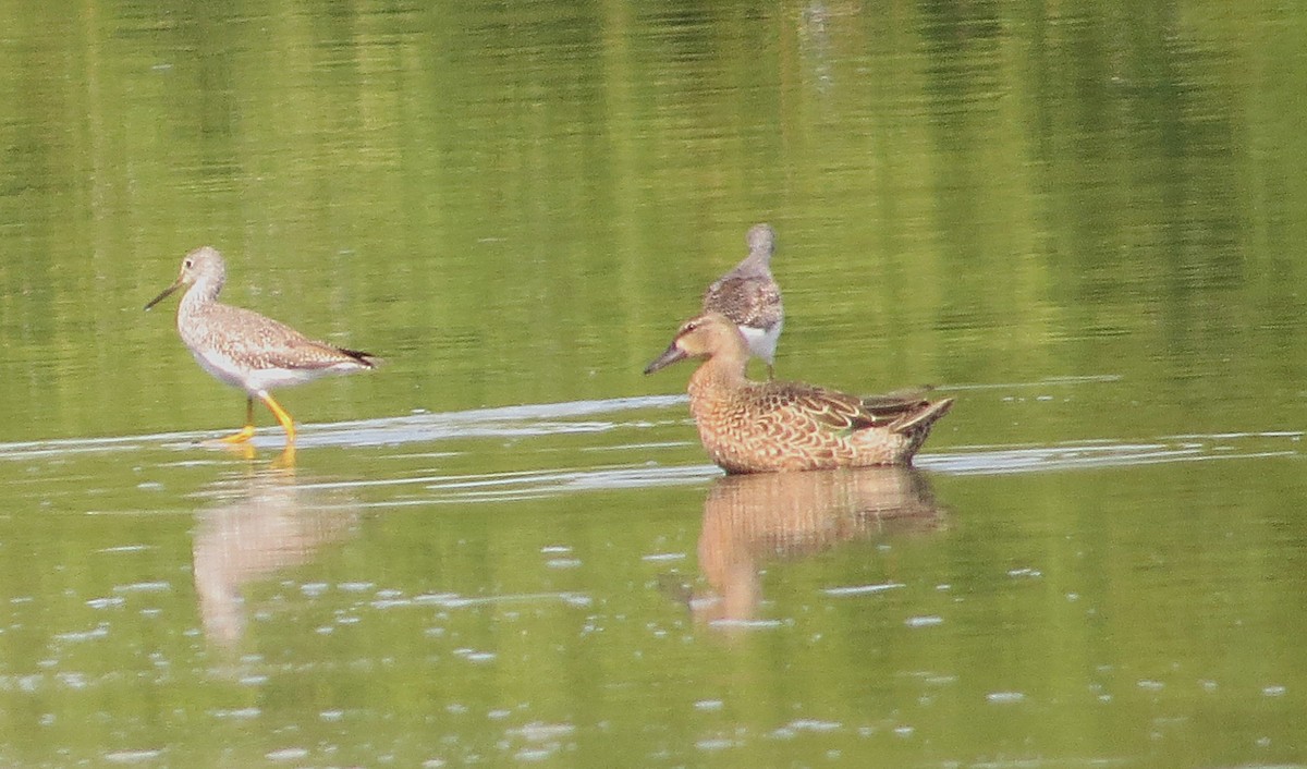 Blue-winged Teal - ML642027302