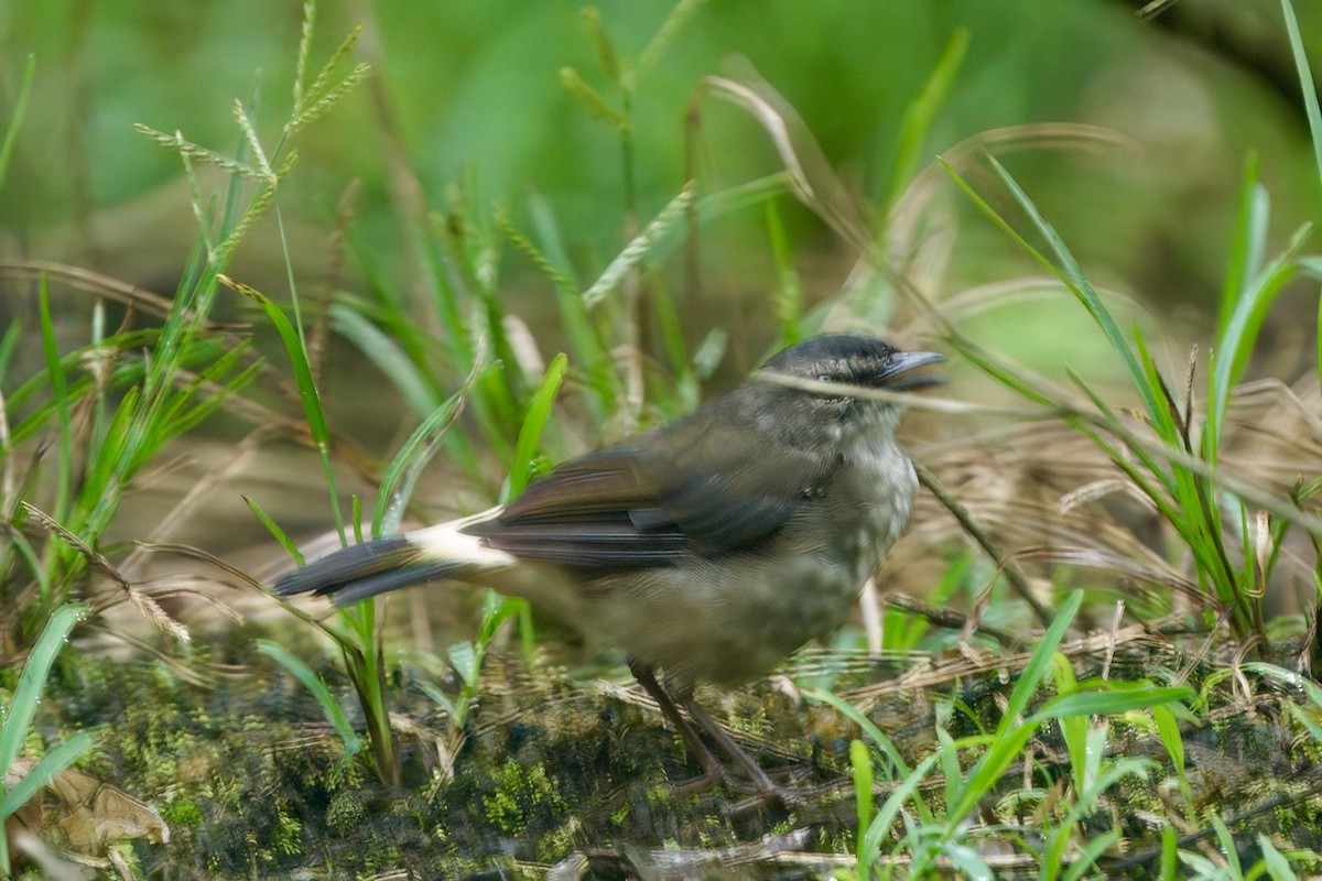 Buff-rumped Warbler - ML642027314