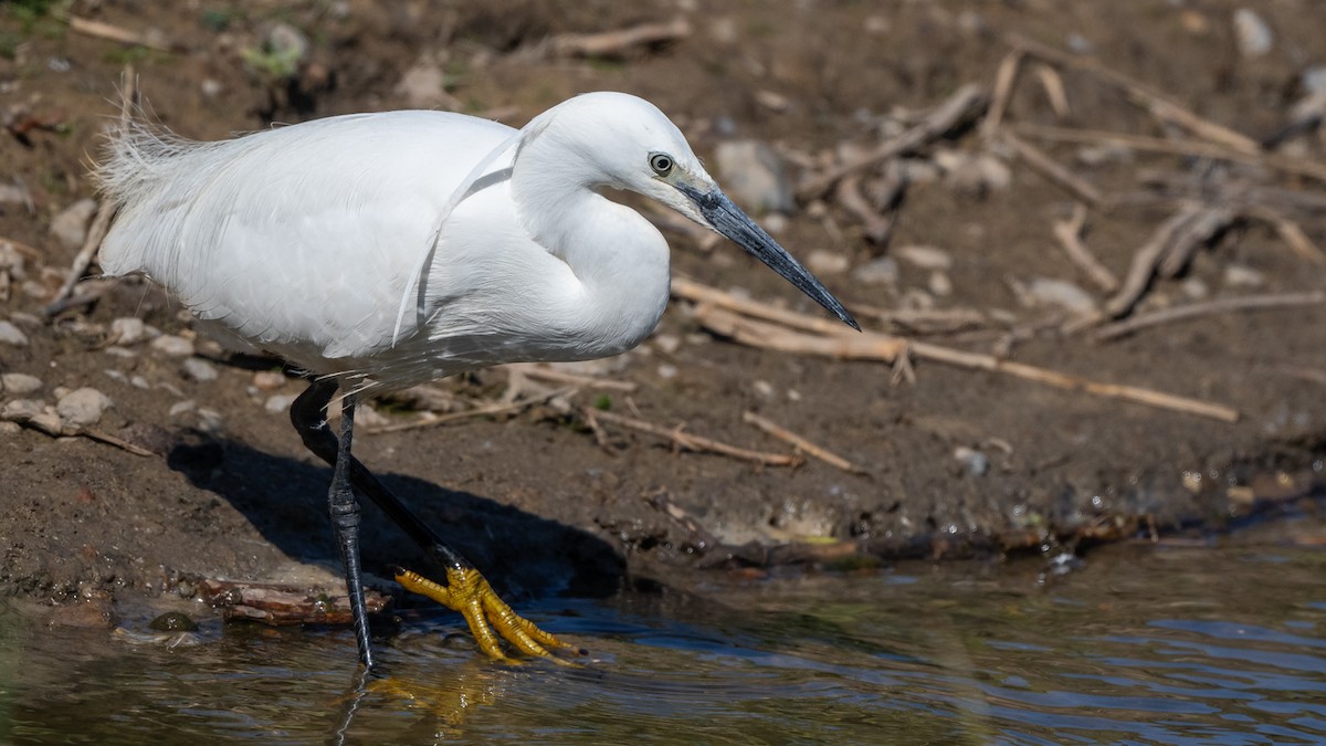 Little Egret (Western) - ML642027316