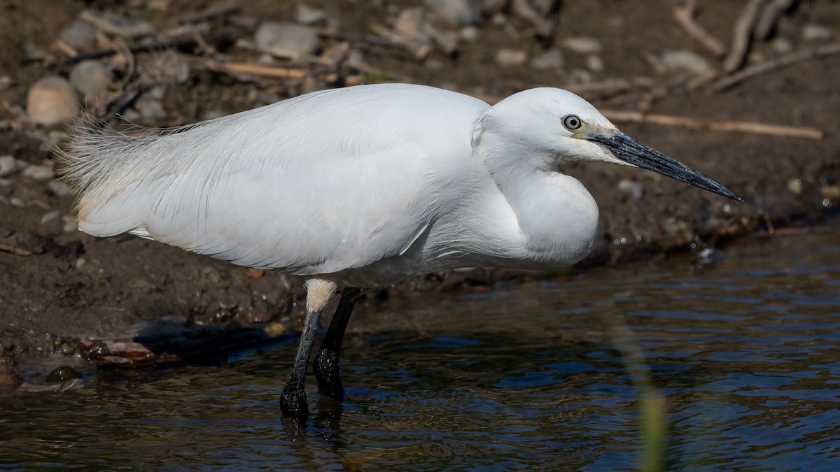 Little Egret (Western) - ML642027317