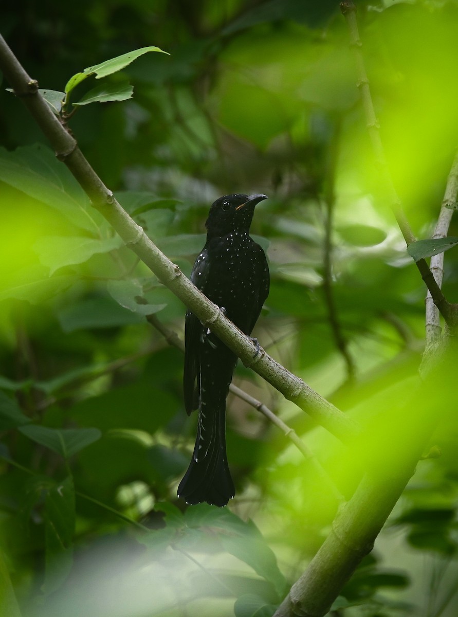 Square-tailed Drongo-Cuckoo - ML642027338
