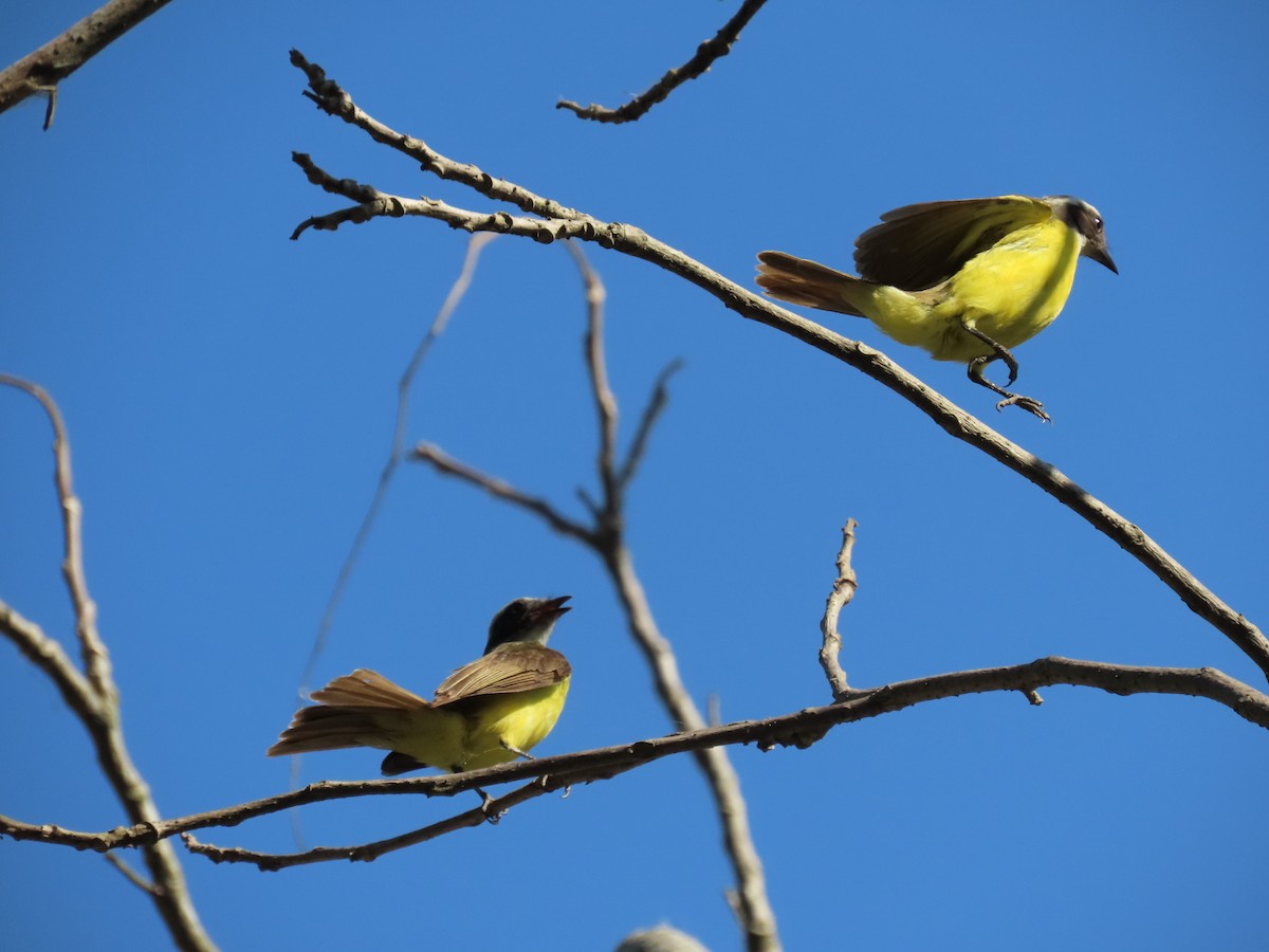 Social Flycatcher - ML642027339