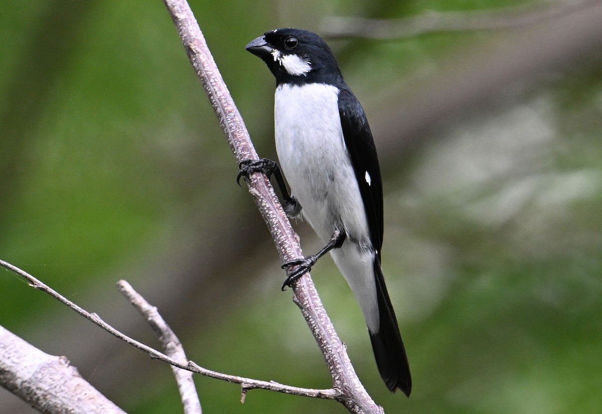 Lesson's Seedeater - ML642027346