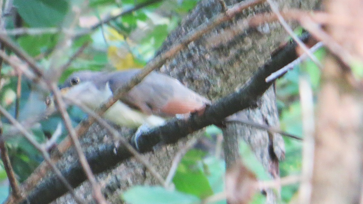 Yellow-billed Cuckoo - ML642027347