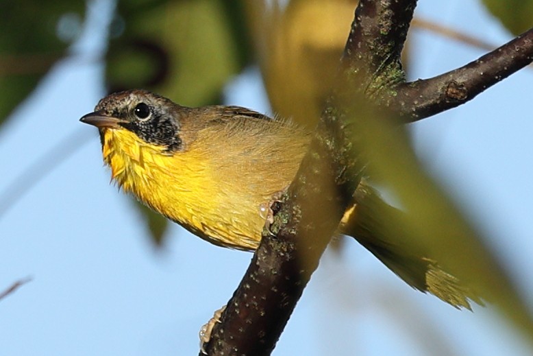 Common Yellowthroat - ML642027348