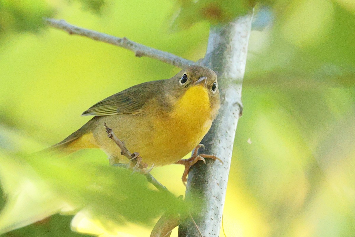 Common Yellowthroat - ML642027349