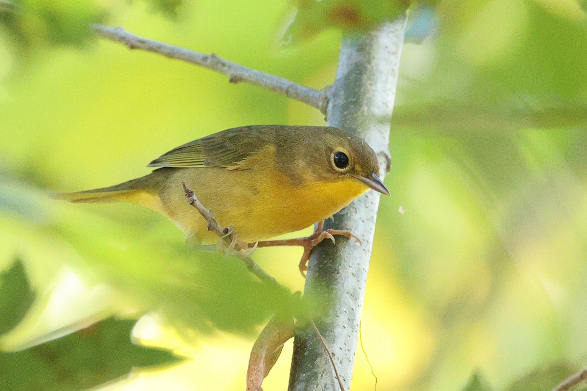 Common Yellowthroat - ML642027351