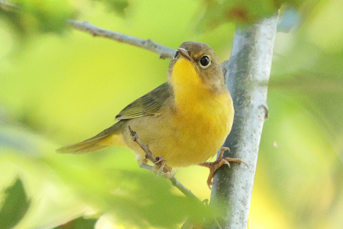 Common Yellowthroat - ML642027352