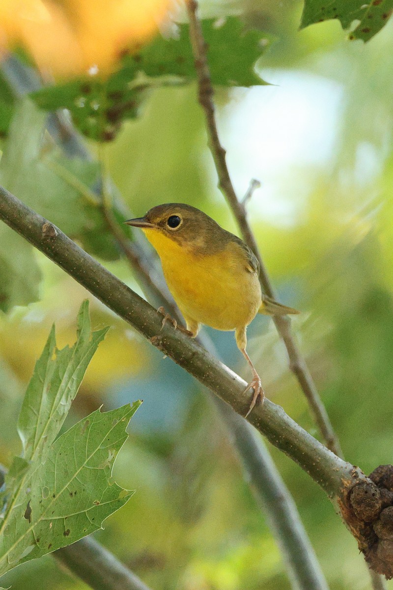 Common Yellowthroat - ML642027353