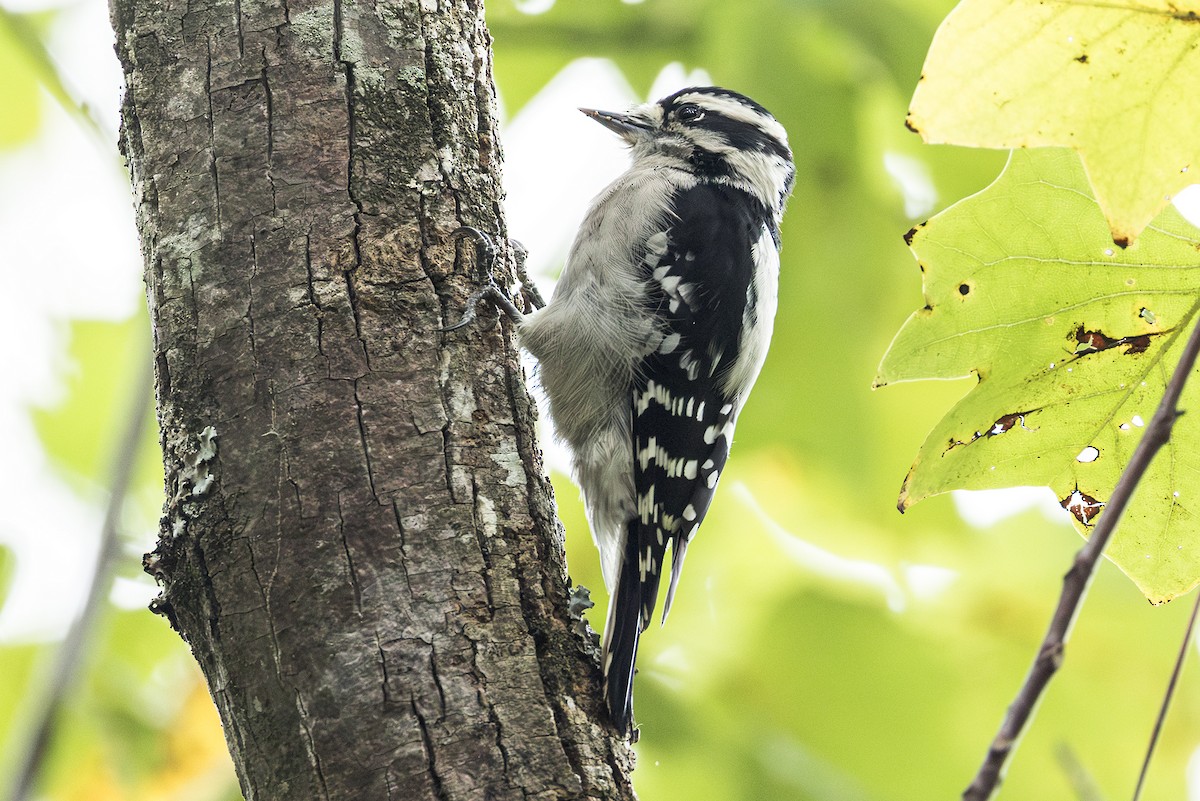 Downy Woodpecker - ML642027355