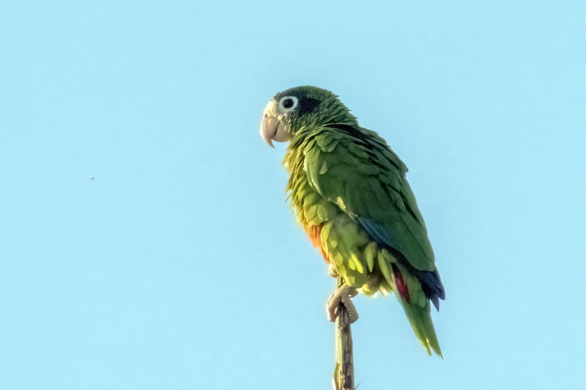 Hispaniolan Amazon - ML642027366
