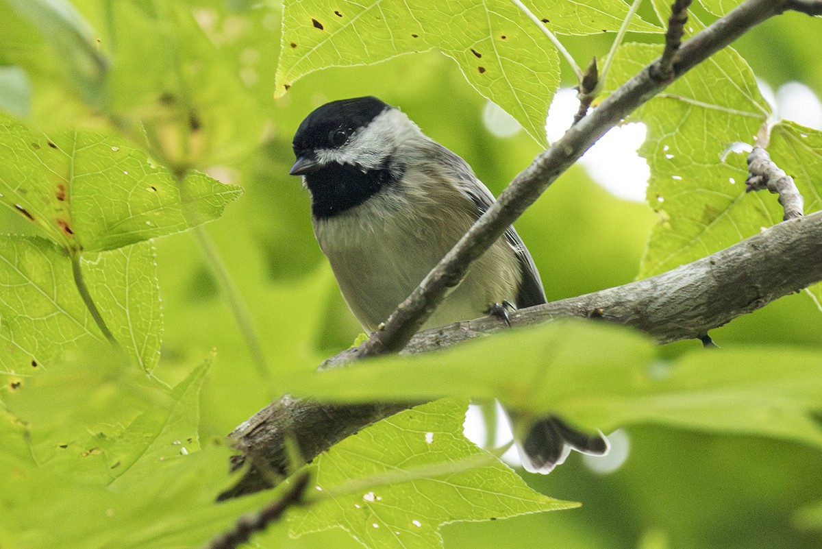 Carolina Chickadee - ML642027368
