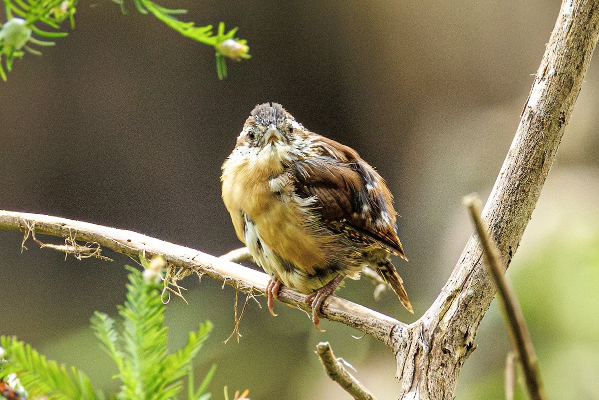 Carolina Wren - ML642027373