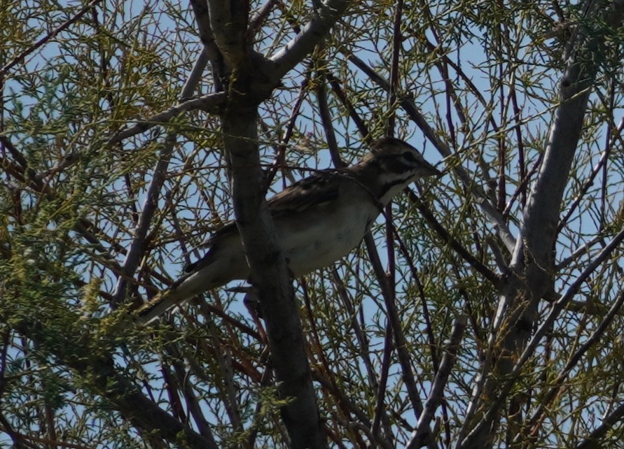 Lark Sparrow - ML642027394