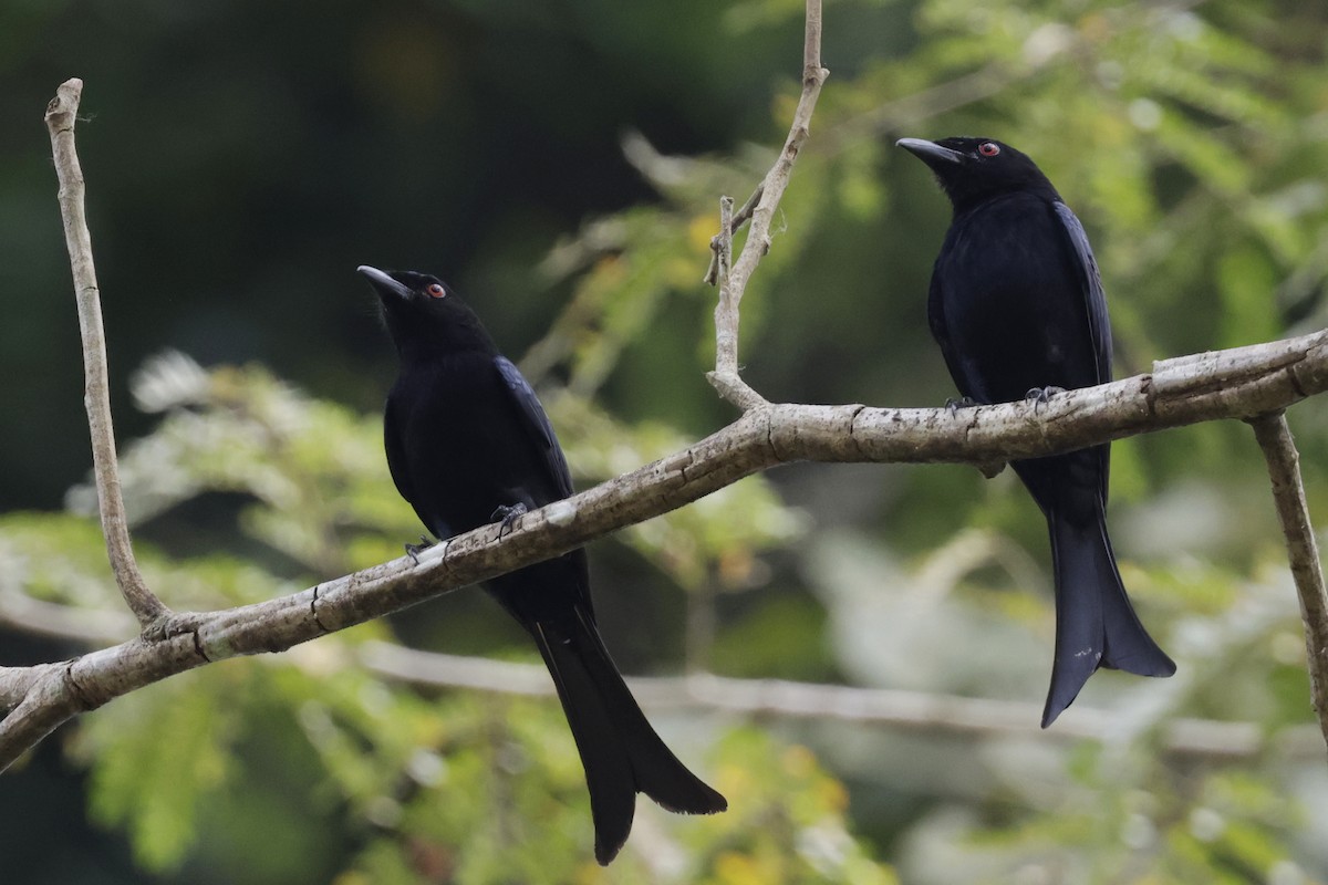 Velvet-mantled Drongo (Fanti) - ML642027428