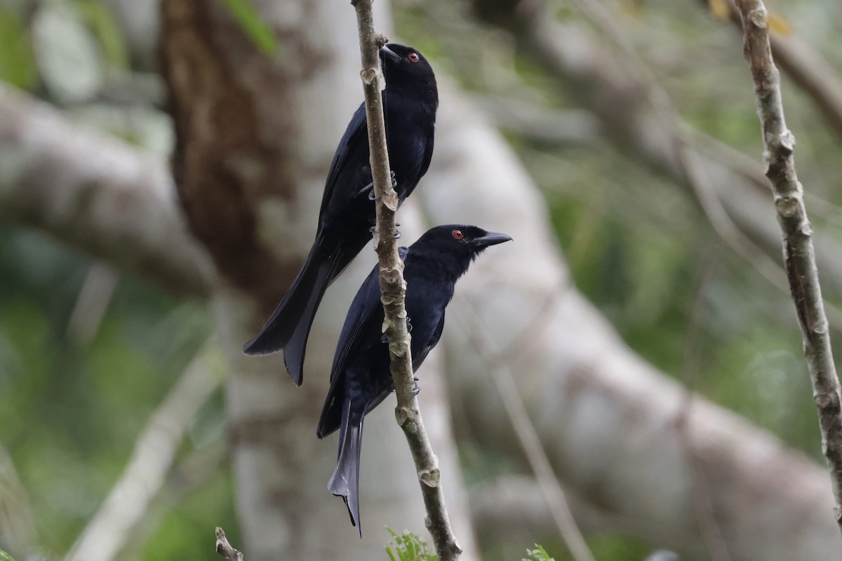 Velvet-mantled Drongo (Fanti) - ML642027429