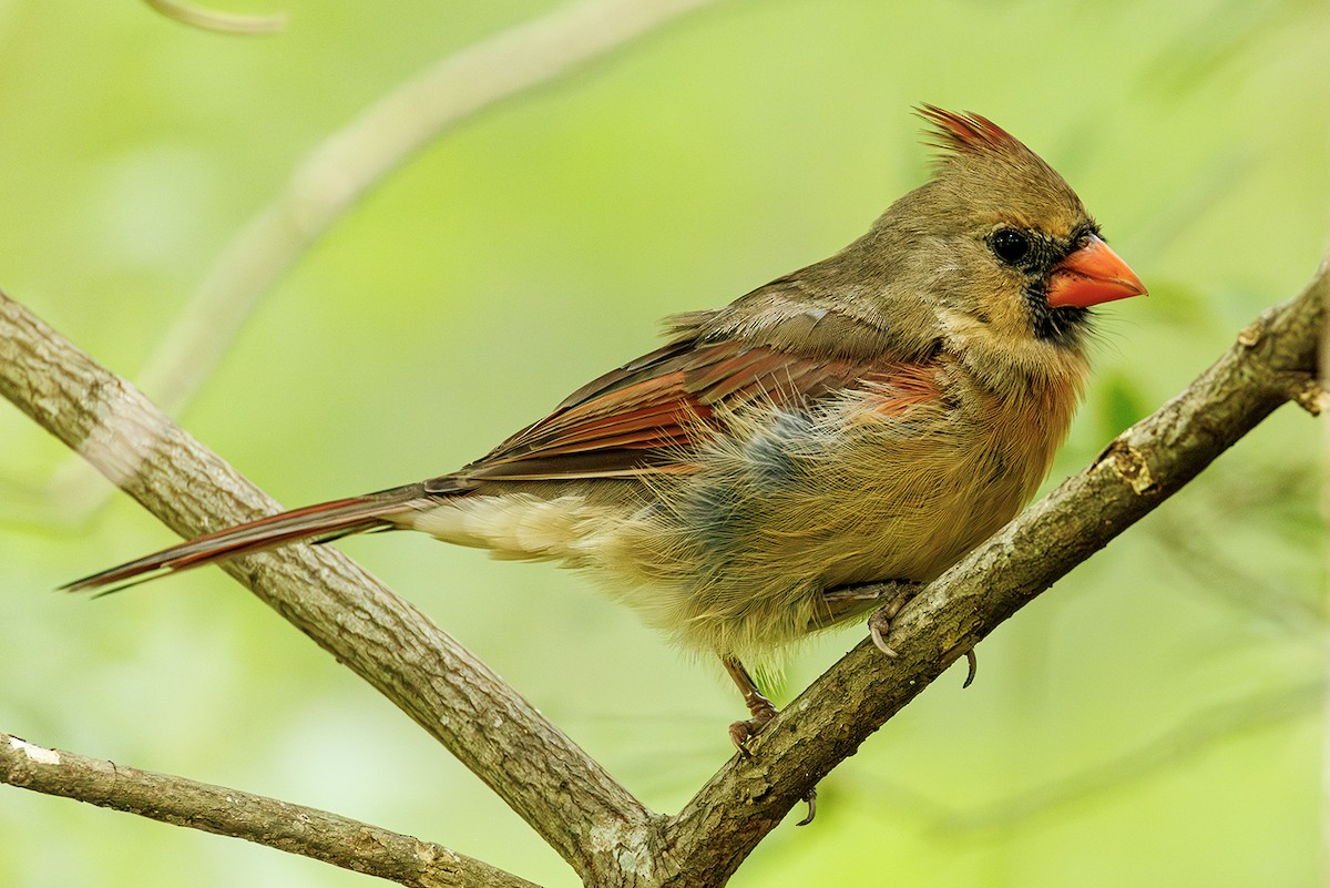 Northern Cardinal - ML642027431