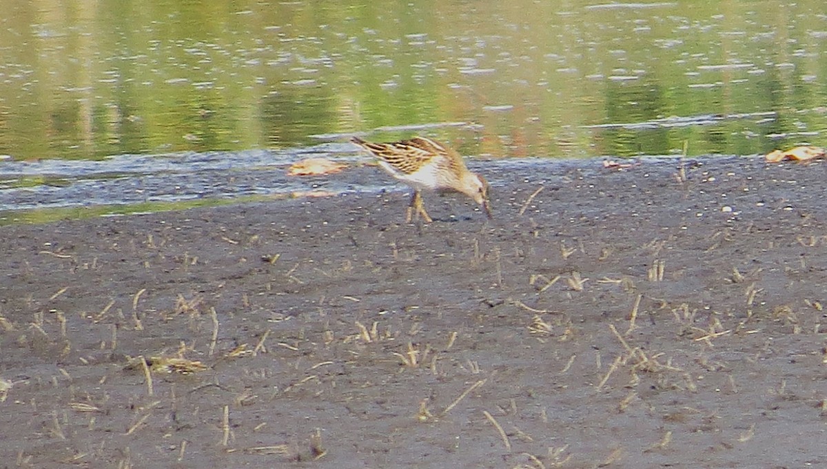 Graubrust-Strandläufer - ML642027442