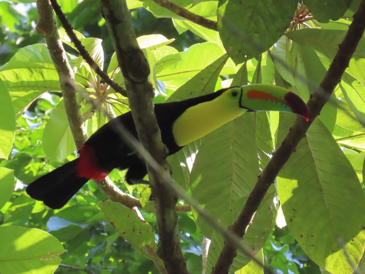 Keel-billed Toucan - ML642027455