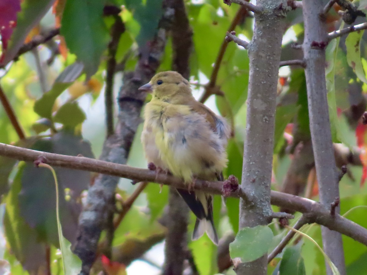 American Goldfinch - ML642027458