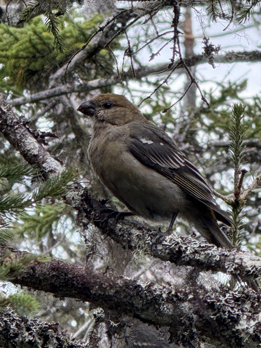 Pine Grosbeak - ML642027461