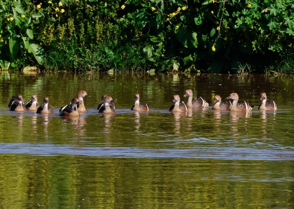 Plumed Whistling-Duck - ML642027462